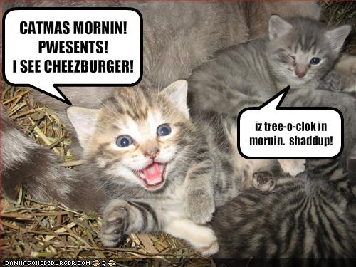 Kitten Funny Pics