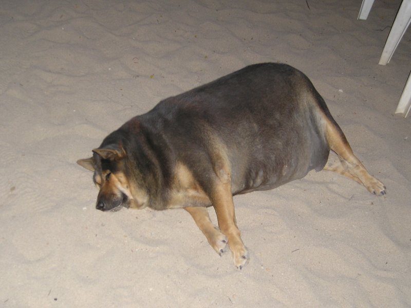 image: fat-dog