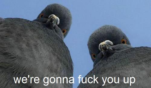 image: angrypigeons